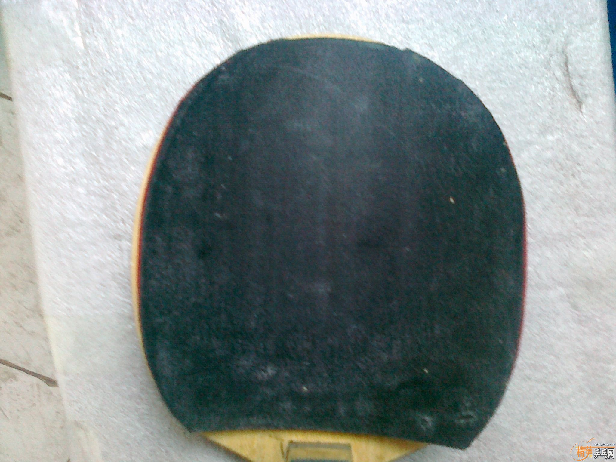 �����Ž�Ƥ ���� JO   VEGA �տ��