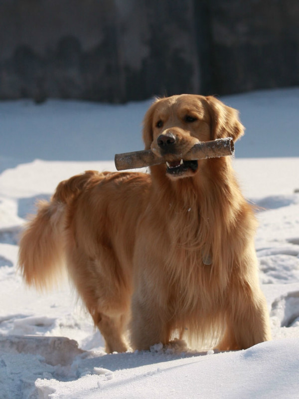 �����������������ǵ�ֹ����������