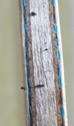 Buttetfly����ƹ������ 35861ƹ�ҵװ� ALC̼�غ���