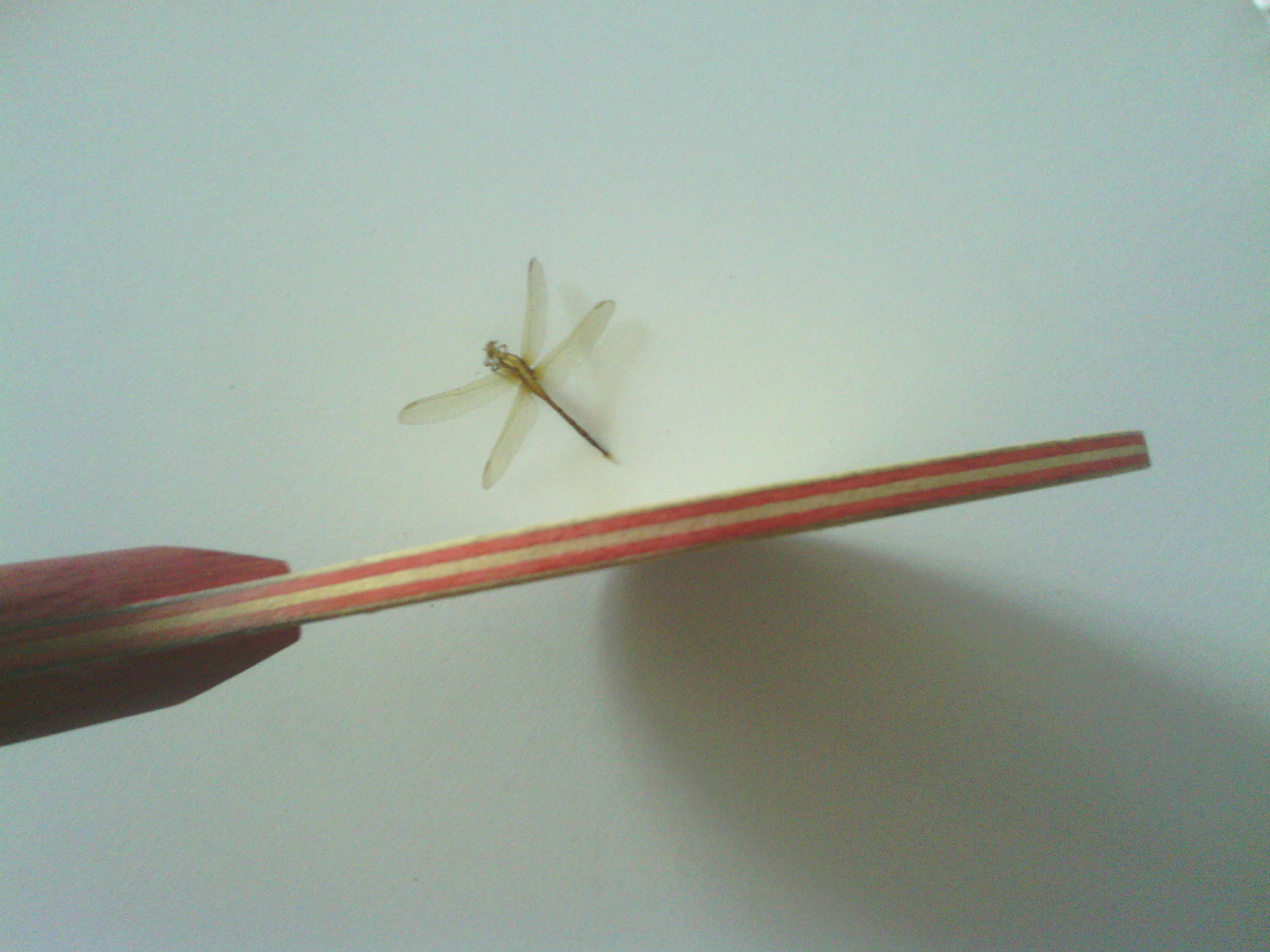 [ԭ��]���籩���š�Ʒ��� ̨���CL ����� ˹�׶����ULTRA POWER�� 228��Բͨ