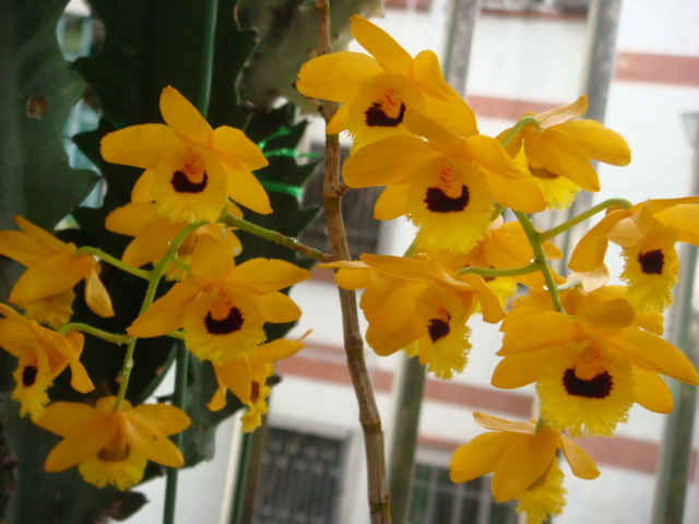 �Ʊ�CL+04��� 260�鲻��