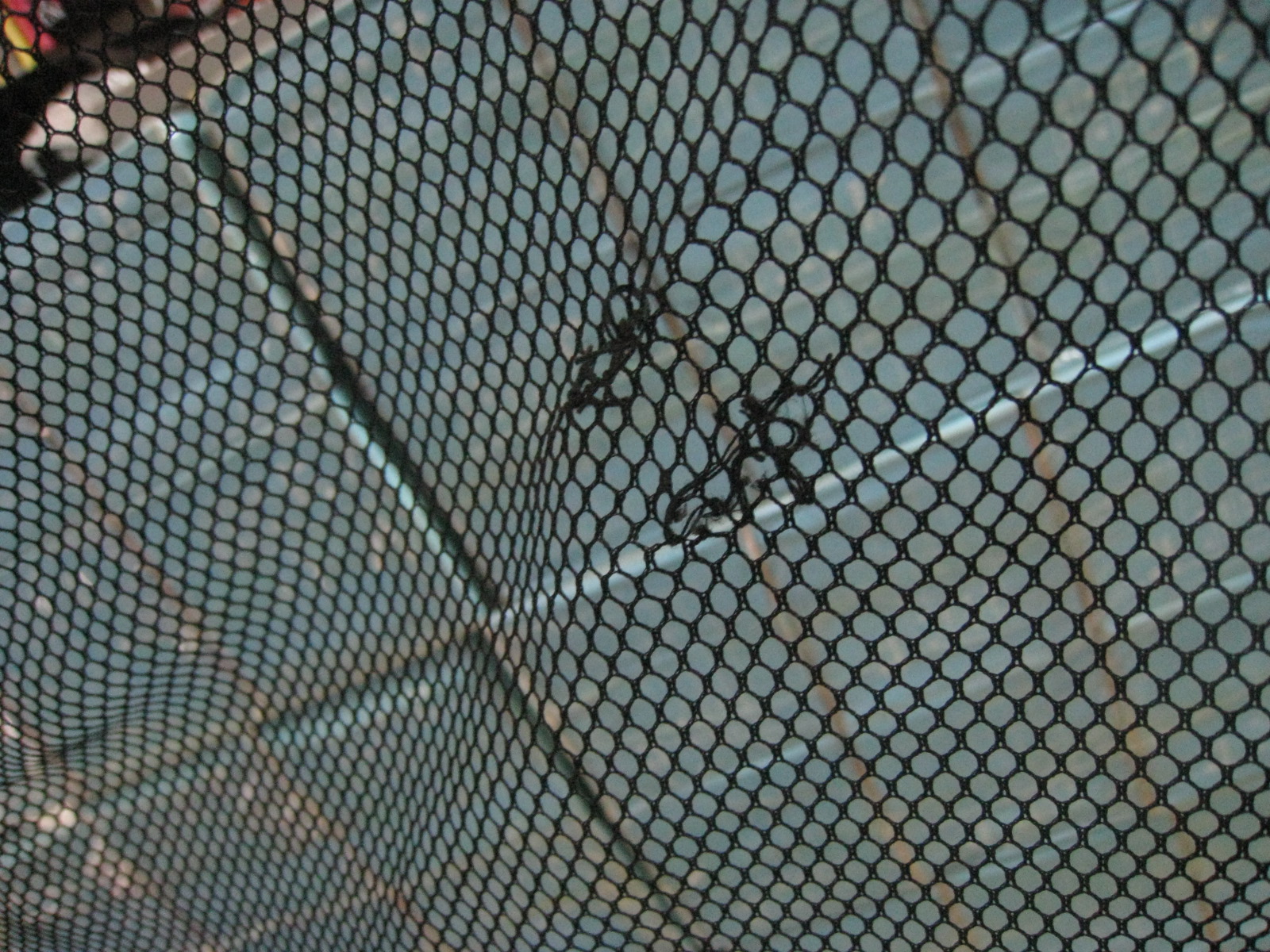 ���� ����� 9.5�� ����  ȫ�Զ����� �� �����