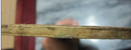 ��������ľ