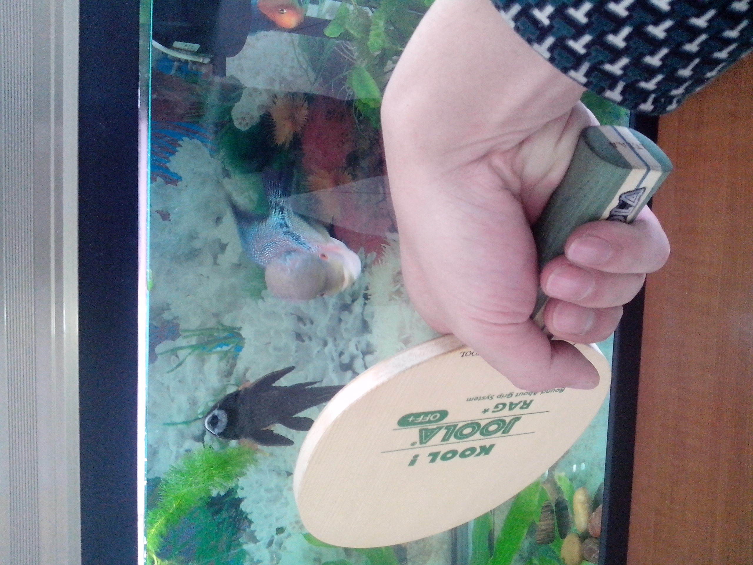 ����AN��������KOOL��壬95��249�����