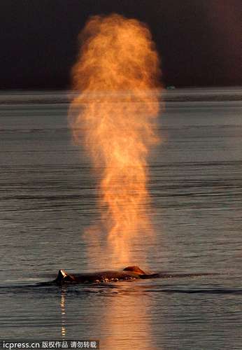 VIS�ͼ�ƷCL��¥���׽�