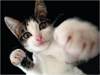 ��Ʒasics ���ڶ๦��ѵ��Ь