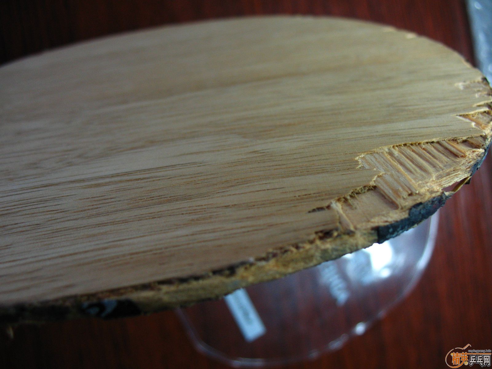 ���д��˺���TAMROPA���ST��