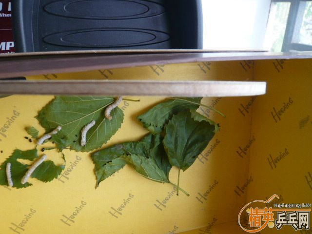 87�˲���ZLCֱ�Ļ�ֱ�ᶼ�С�Ҳ����