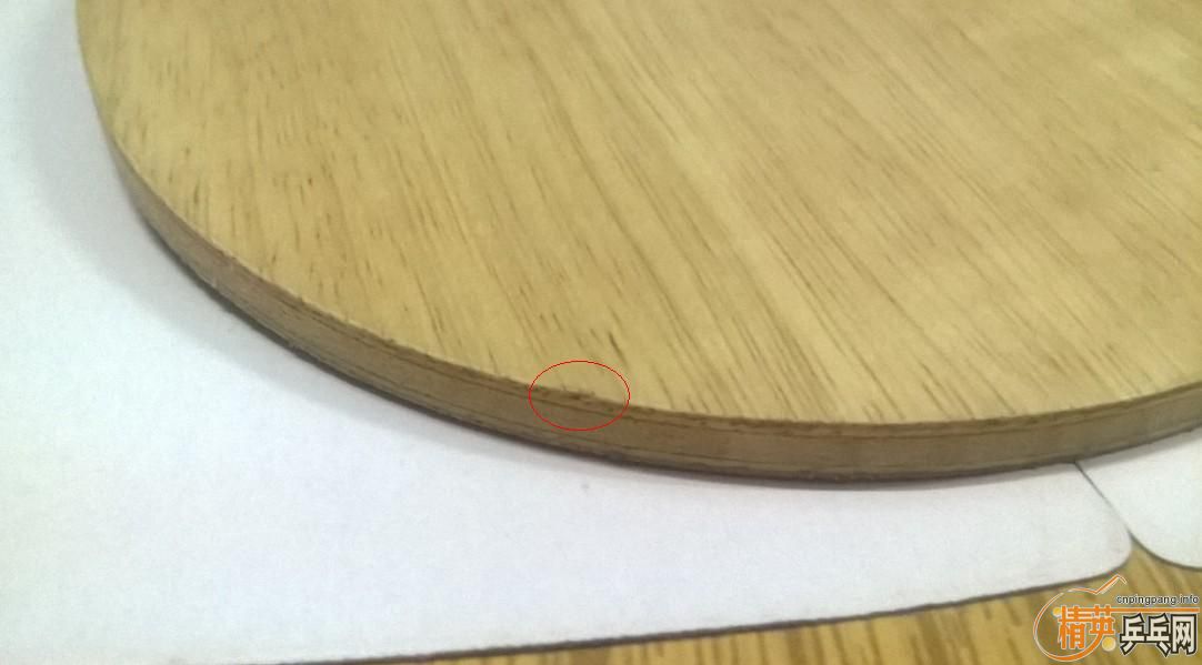 ���Ʊ���һֻ