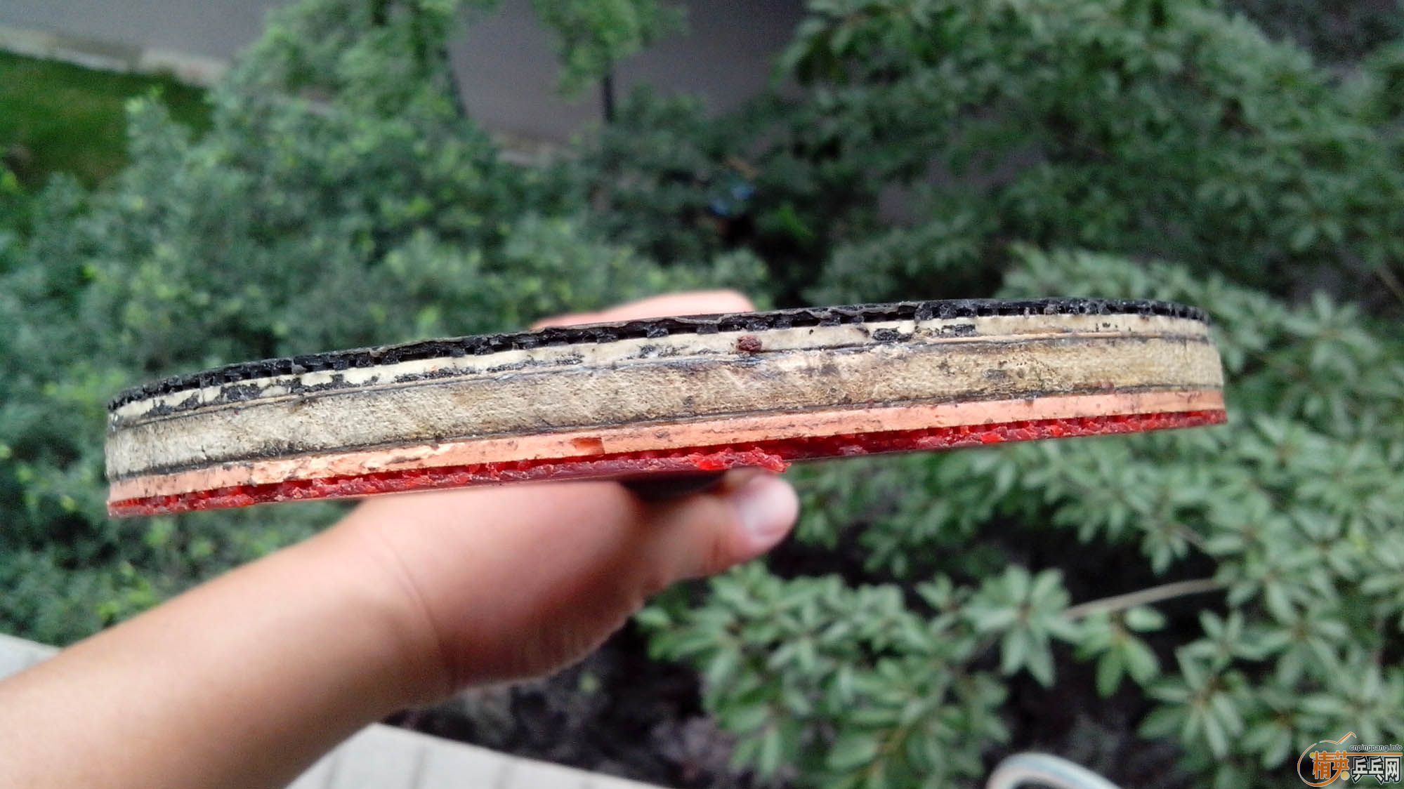 ����T2 ˫̼�� ��729�� ��80����