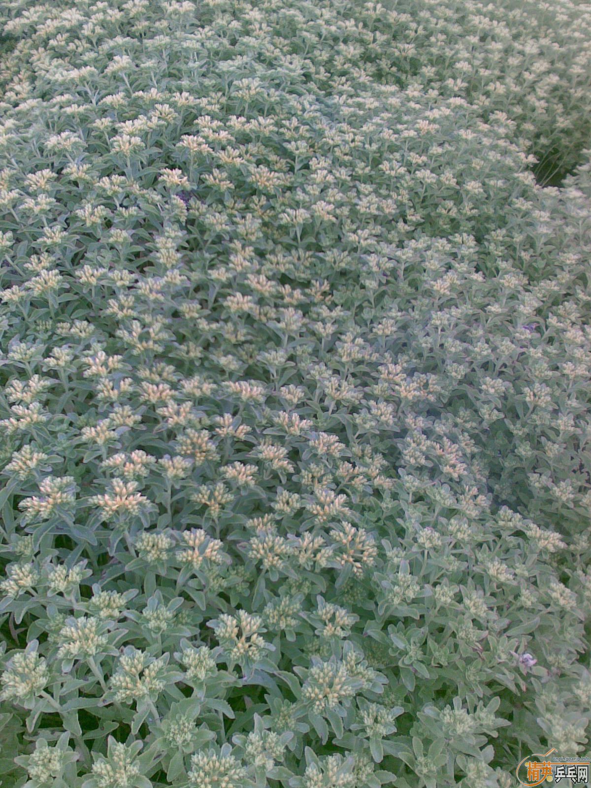 <strong><font color="#800080" size="4">��άSANWEI��Ӱ���� ���ȿ���</font></strong>