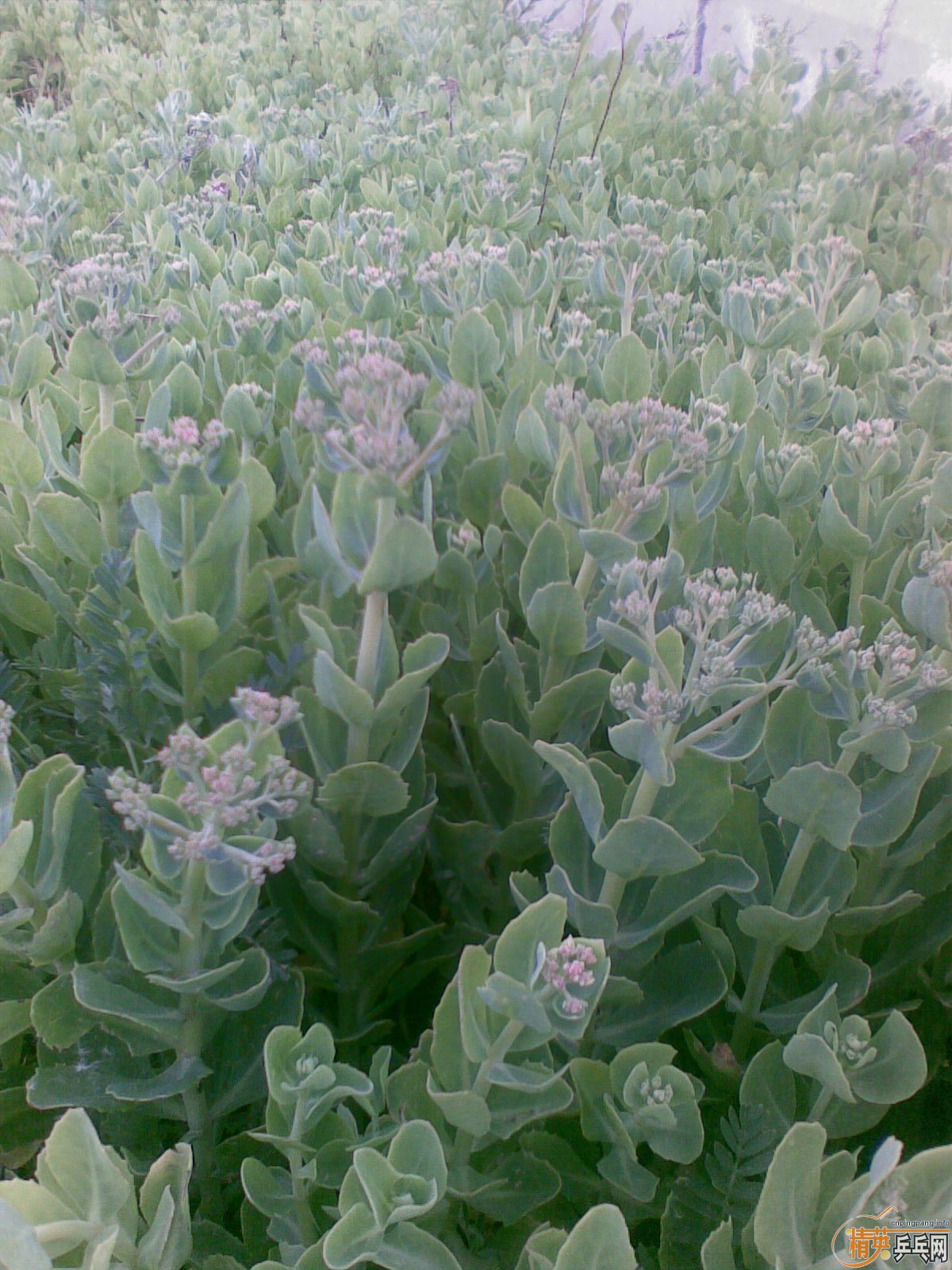 <strong><font color="#800080" size="4">��άSANWEI��Ӱ���� ���ȿ���</font></strong>