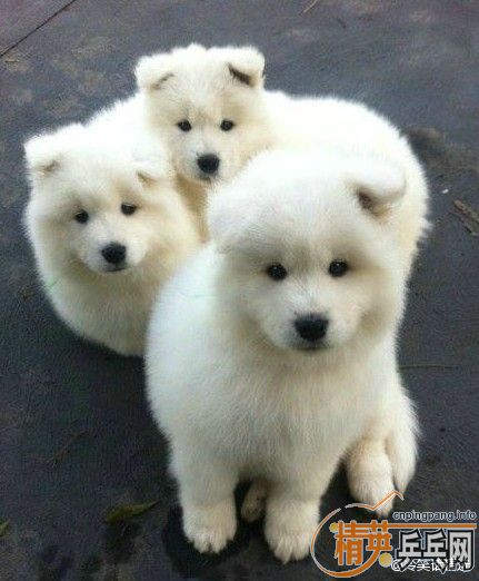 ���ۺ�̴5��һ�ѽ�Ƥ