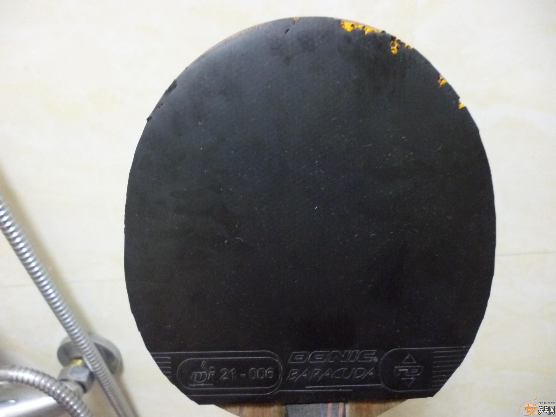 ��ɫ�����barakuda�������70�����