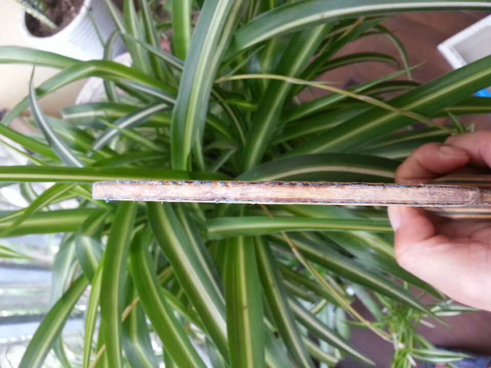 ���۳���������������