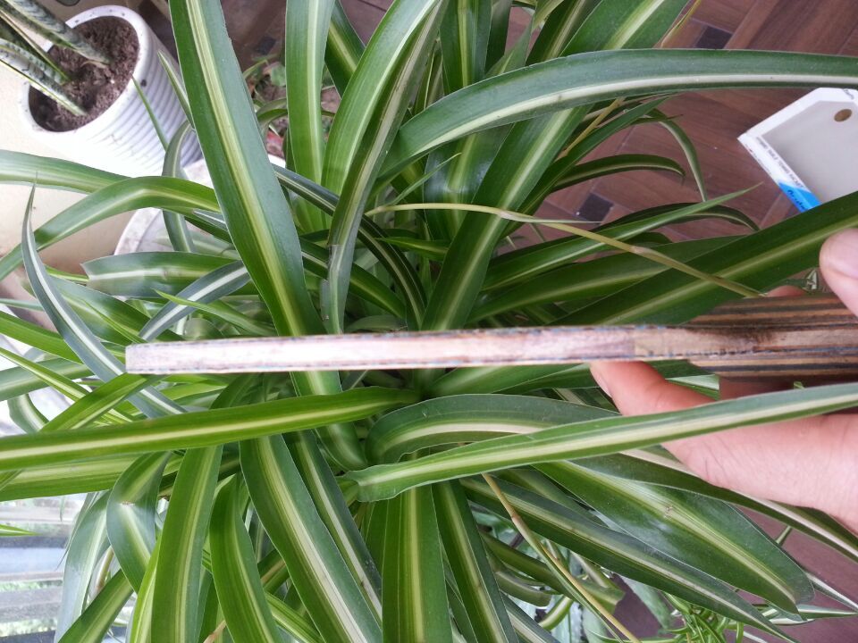 ���۳���������������